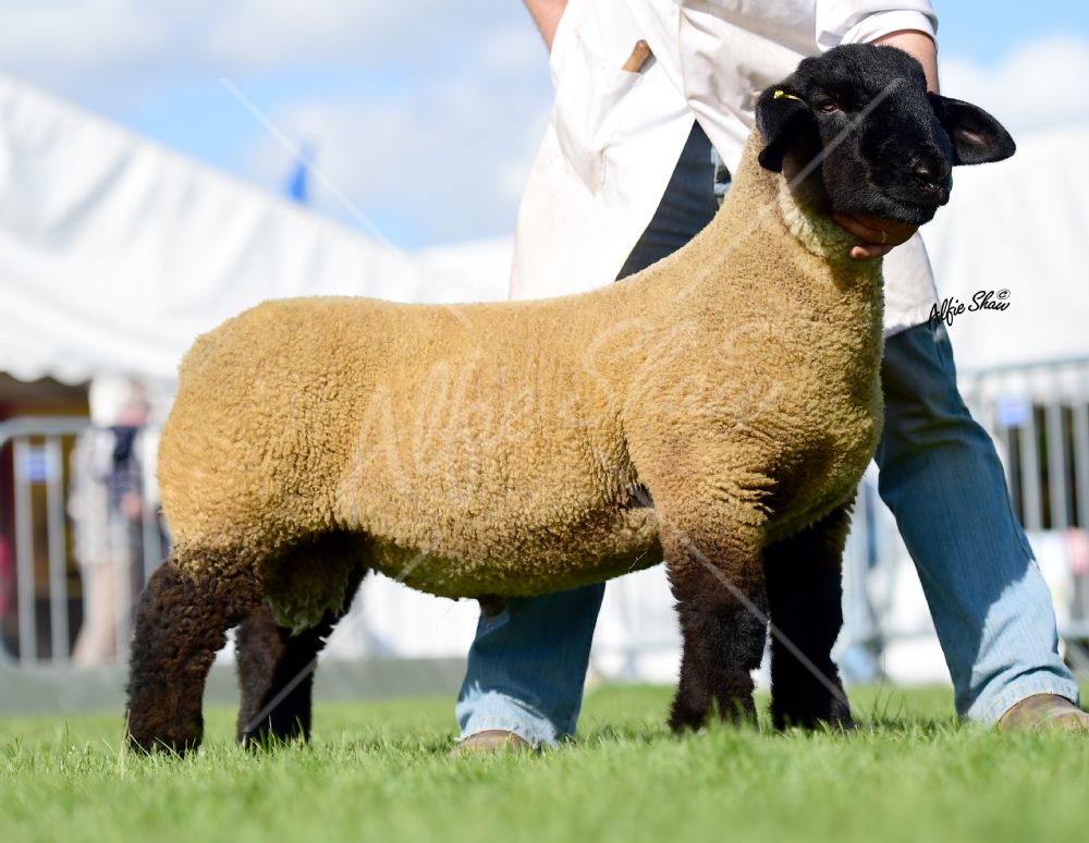 Gary Beacom - first prize ram lamb
